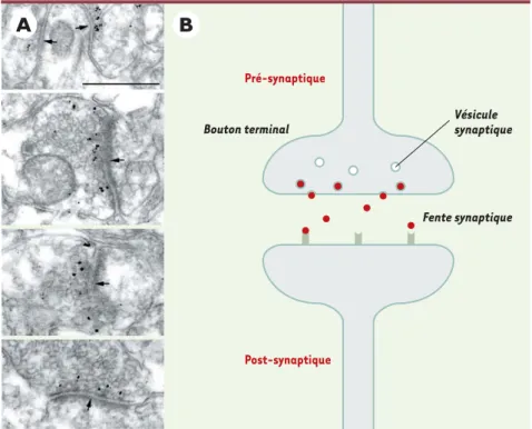 Figure 1. A. Localisation de la neurotrypsine dans les synapses corticales par immunohistochimie et observation en microscopie électronique