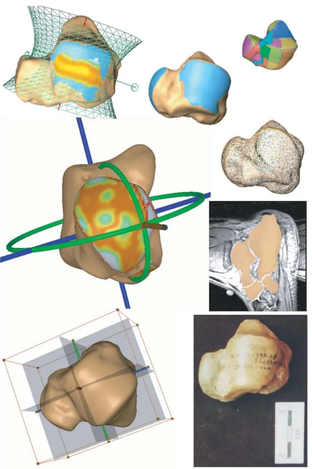 Fig. 1. Mesures d’axes, courbures, et surfaces sur le talus à l’aide du logiciel Avizo (extrait de Allaire et al