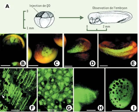 Figure 1. Marquage d’embryons de xénope à différents stades du développement avec des quantum dots (QD)