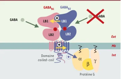 Figure 3. Le récepteur hétérodimérique GABA B . Il est constitué de deux sous-uni- sous-uni-tés GABA B1 (en rose) et GABA B2 (en bleu) qui interagissent physiquement,  notam-ment par un domaine coiled-coil  intracellulaire