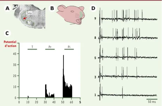 Figure 2. Caractéristiques électrophysiologiques d’un neurone à convergence du sous-noyau oral
