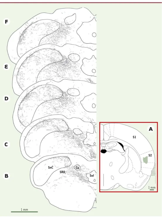 Figure 5. Localisation et étendue de l’innervation du sous-noyau caudal et de la formation réticulée adjacente par le cortex somato-sensoriel S2