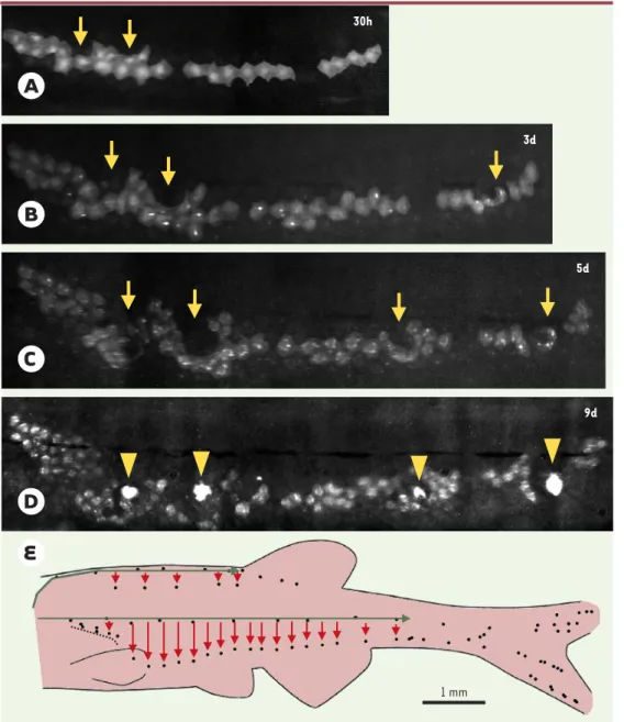 Figure 3. Migration dorso-ven- dorso-ven-trale des neuromastes. A-D.