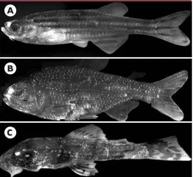 Figure 4. Lignes latérales chez l’adulte. A. Chez le poisson zèbre Danio rerio. B.