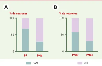 Figure 5. Répartition des neurones liés à l’attention (SAM) ou à l’intention (MIC) dans les cortex préfrontal et prémoteur