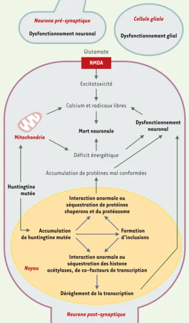 Figure 2. Mécanismes susceptibles de conduire au dysfonctionne- dysfonctionne-ment et à la mort des neurones dans la chorée de Huntington