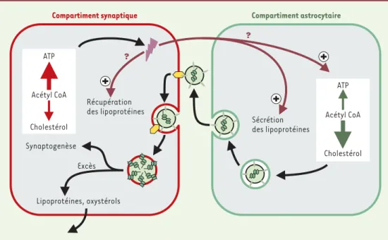 Figure 2. Transfert du cholestérol des astrocytes aux neurones. Les astrocytes libèrent des lipoprotéines (sphère vert clair) contenant du cholestérol (structures chimiques en vert foncé au cœur des lipoprotéines) et de l’ApoE (trait vert clair dans la mem