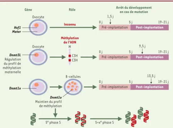 Figure 2. Caractérisation des mutations à effet maternel identifiées chez la souris. Le rôle des gènes Hsf1 et Mater dans l’ovocyte n’est pas encore connu, mais leurs mutations par recombinaison homologue ou invalidation  entraî-nent l’arrêt du développeme