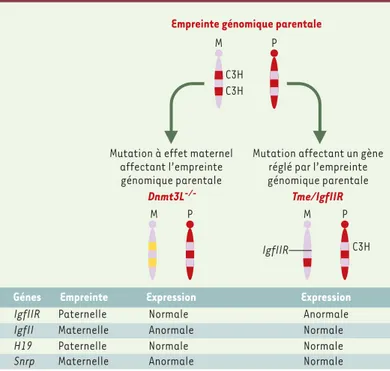 Figure 3. Schéma de mutations affectant des gènes soumis à l’empreinte génomique parentale