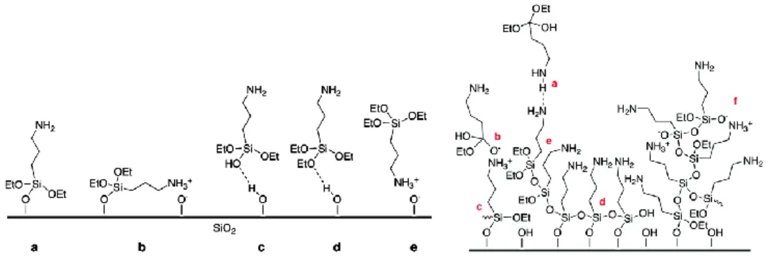 Figure 1.8. Left, different types of interactions between aminosilane molecules and silicon  dioxide  substrates:  (a)  a  covalently  attached  aminosilane  molecule  with  its  amine  group  extending  away  from  the  interface,  (b)  the  amine  group 