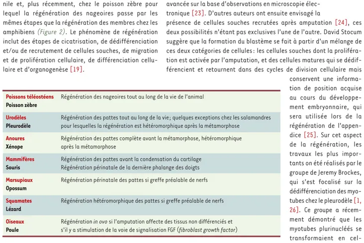 Tableau I. Régénération des appendices et ontogenèse.