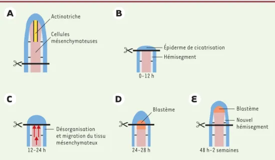 Figure 2. Les différentes étapes de la régénération. Chez le poisson zèbre maintenu à 28 °C, la régénération d’une nageoire partiellement amputée se fait selon la séquence suivante