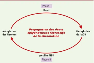 Figure 1. Modèle de boucle de régulation pour la propagation des états épigéné- épigéné-tiques de la chromatine