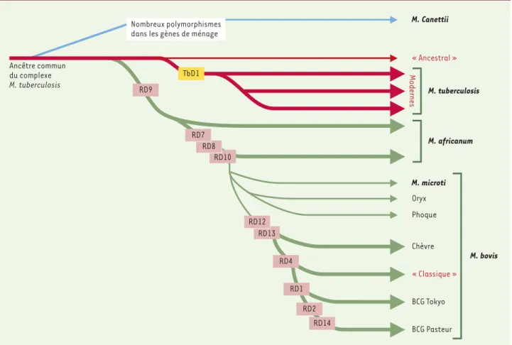 Figure 1. Schéma proposé pour l’évolution des bacilles tuberculeux, illustrant les pertes successives d’ADN dans certains lignages