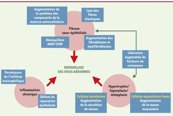 Figure 3. Schéma récapitulatif des principales caractéristiques du remodelage des voies aériennes dans l’asthme