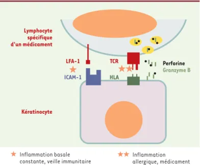 Figure 3. Conséquence de la reconnaissance spécifique d’un médicament par un lymphocyte T au niveau de la peau