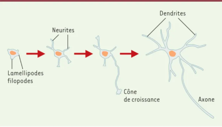 Figure 1. Établissement de la polarité neuronale in vitro. Dans les neurones en culture, immédiatement après l’attachement au substrat, on observe la  forma-tion de lamellipodes puis l’appariforma-tion des prolongements non différenciés, les neurites