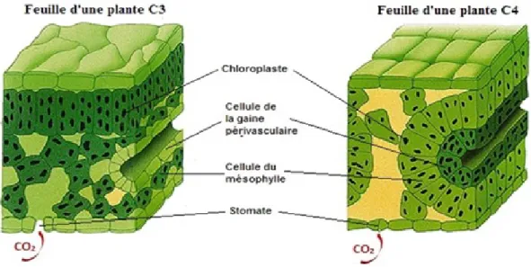 Figure 1.  Comparaison de l’anatomie d’une feuille de plante C 3  et C 4 . Modifiée à  partir d’une image de la page «Photosynthèse» du dictionnaire en ligne Larousse