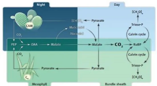 Figure 4.  Comparaison des types photosynthétiques CAM (haut) et C 4  (bas). 