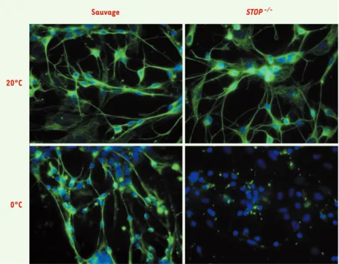 Figure 1. Les microtubules neuronaux des souris STOP -/- sont labiles au froid. Des neurones en culture issus de cerveaux embryonnaires (15,5 jours) d’animaux sauvages ou déficients en protéines STOP sont maintenus à température ambiante (20°C), ou exposés