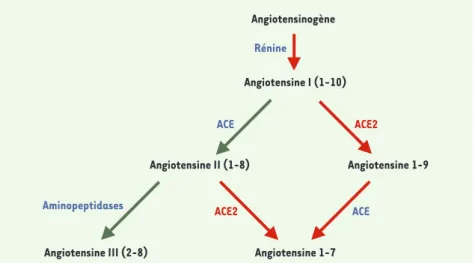 Figure 1. Schéma du système rénine-angiotensine. ACE: angiotensin converting enzyme.