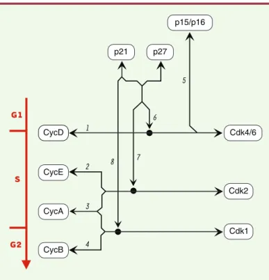 Figure 2. Associations moléculaires entre cyclines, Cdk et CKI. Il existe au moins neuf Cdk (cyclin-dependent kinases), les protéines Cdk 1 à 7 ayant été  claire-ment impliquées dans le cycle cellulaire