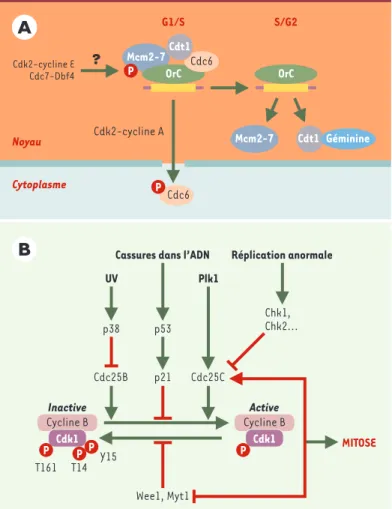 Figure 2. Contrôle des transitions G1/S et G2/M. A. Les origines de réplication (rectangles jaunes) fixent pendant la phase G1 le complexe hexamérique ORC (origin recognition complex), qui sert à son tour de plate-forme sur laquelle viennent se loger, de f