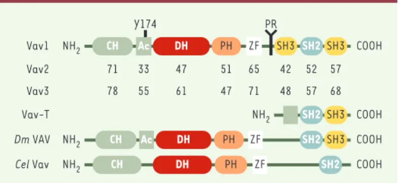 Figure 1.  Structure des protéines Vav. Les protéines Vav sont constituées d’un domaine d’homologie à la calponine (CH), une région acide (Ac), des domaines d’homologie à Dbl (DH), possédant l’activité d’échange GDP/GTP, et à la  plecks-trine (PH), une rég