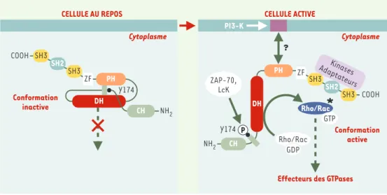 Figure 2. Régulation de l’activité des protéines Vav. Dans la cellule au repos, Vav1 se trouve dans une conforma- conforma-tion inactive dans laquelle la queue amino-terminale se replie entre les domaines DH et PH masquant ainsi  l’ac-tivité d’échange GDP/