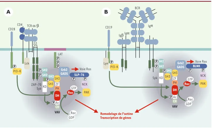Figure 3. Réseaux moléculaires associés au TCR et au BCR. La stimulation par l’antigène du TCR (A) ou du BCR (B), et leurs co-récepteurs respectifs conduit au recrutement de Vav1 et/ou Vav2 à la membrane plasmique par son domaine PH via l’activation de la 