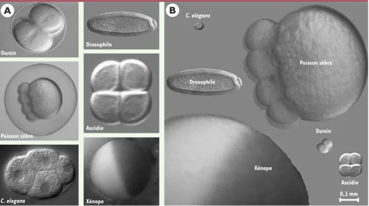 Figure 1. Quelques exemples d’organismes de référence, pendant les premiers stades embryonnaires