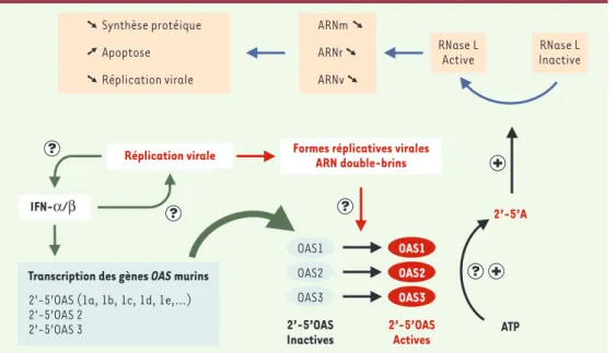 Figure 2. Système de défense inné 2’-5’ OAS/RNase L et réplication des virus à ARN.