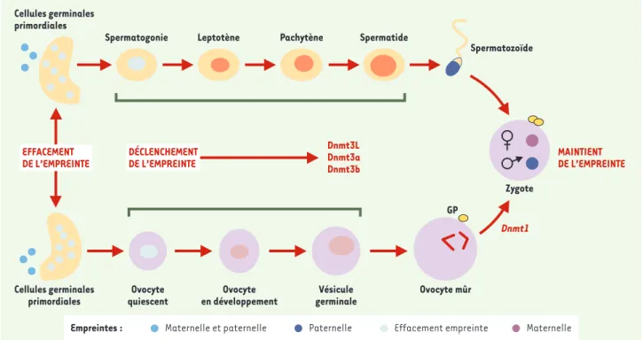 Figure 1. Mécanisme d’empreinte au cours de la gamètogenèse. Les cellules germinales primordiales perdent les empreintes maternelle et paternelle.