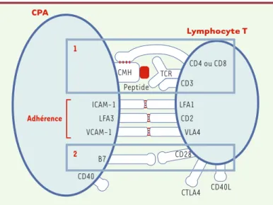 Figure 3. Reconnaissance spécifique et activation du lymphocyte T par une cel- cel-lule présentatrice d’antigène (CPA)