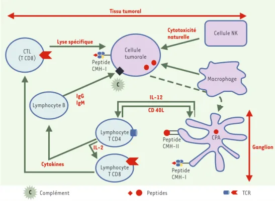 Figure 4. Contrôle des cellules tumorales par le système immunitaire. Les cellules présentatrices d’antigène (CPA) déclenchent la réponse immunitaire spécifique dans les aires T des ganglions lymphatiques