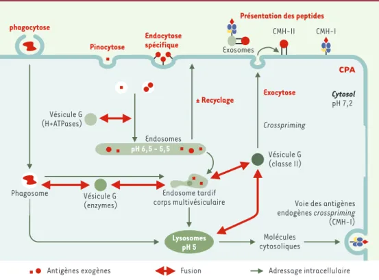 Figure 5. Adressage des antigènes exogènes pour une présentation membranaire. Les antigènes exogènes peuvent être internalisés par les CPA