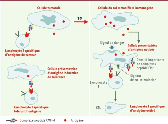 Figure 6. Activation des lymphocytes T spécifiques ou tolérance de l’antigène. La faible immunogénicité des cel- cel-lules tumorales peut provenir de leur faible densité membranaire en complexes peptide-CMH-I ainsi que de leur incapacité à délivrer les sig