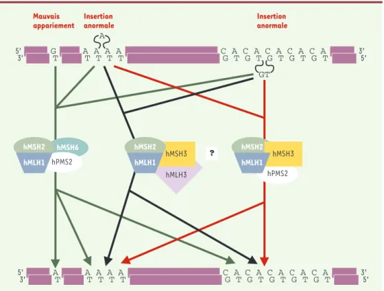 Figure 1. Les différents complexes du système MMR chez l’homme. Trois types de mésappariements de la molécule d’ADN sont donnés en exemple