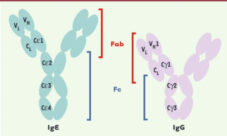 Figure 2. Représentation schématique des immunoglobulines E et G. Les deux immunoglobulines sont des tétramères composés de deux chaînes lourdes (H) et de deux chaînes légères (L)