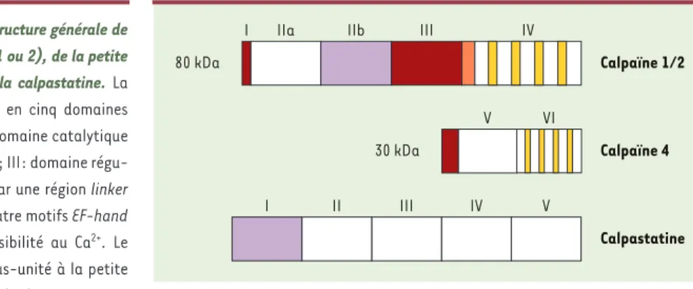 Figure 1. Représentation schématique de la structure générale de la grande sous-unité des calpaïnes (calpaïne 1 ou 2), de la petite sous-unité des calpaïnes (calpaïne 4) et de la calpastatine