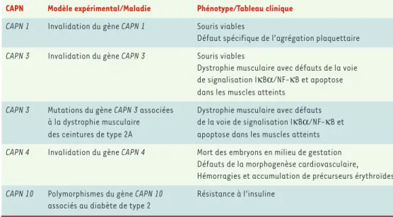 Tableau I. Phénotypes cliniques associés à l’invalidation par recombinaison homologue chez la souris ou à la muta- muta-tion des gènes CAPN codant pour diverses calpaïnes.