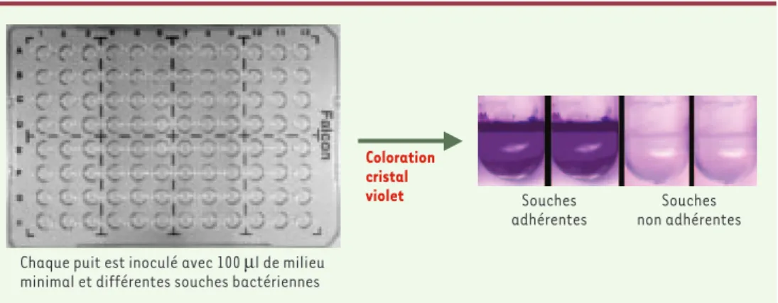 Figure 1. Sélection de mutants de P. aeruginosa incapables de former un biofilm. Les puits contiennent 100 µ l de milieu minimal (M63, glucose 0,2 %, casamino-acides 0,5 %) et sont inoculés avec différentes souches  bacté-riennes