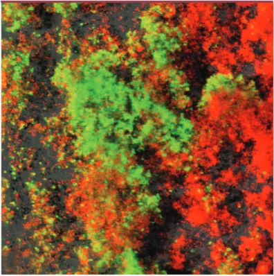 Figure 3. Biofilm bactérien mixte. Les bactéries fluorescentes vertes ou rouges sont visualisées par l’utilisation d’un microscope confocal (confocal scanning laser microscopy, CSLM)