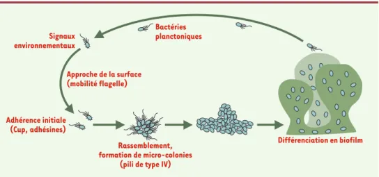 Figure 4. Modèle de formation d’un biofilm par Pseudomonas aeruginosa. Les bactéries planctoniques vont s’attacher sur une surface en réponse à un certain nombre de stimulus environnementaux et nutritionnels