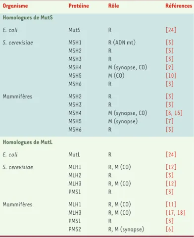 Tableau I. Homologues de MutS et de MutL. Les homologues de MutS et de MutL interviennent dans la réparation des mésappariements de l’ADN (R) et/ou au cours de la recombinaison méiotique (M)
