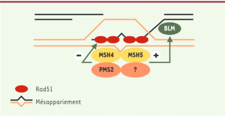 Figure 3. Hypothèse concernant la fonction des homologues de MutS et de MutL en prophase précoce de méiose