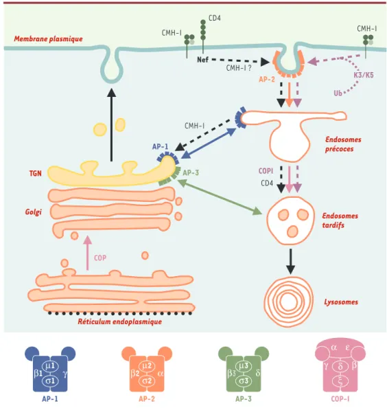 Figure 2. Nef VIH-1 et K3/K5 KSHV et voie d’endocytose. Les rôles respectifs des complexes AP et COPI dans le transport vésiculaire entre les différents compartiments de la voie d’endocytose sont indiqués par des flèches en respectant les codes couleurs ut