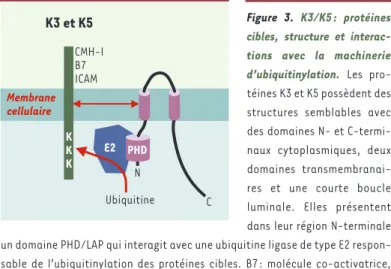 Figure 3.  K3/K5 : protéines cibles, structure et  interac-tions avec la machinerie d’ubiquitinylation
