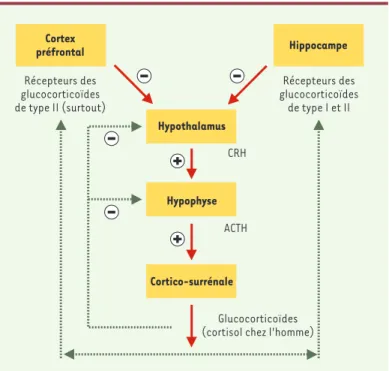 Figure 2. Activation et rétrocontrôle de l’axe hypothalamo-hypophyso-surrénalien (HHS) lors d’un événement traumatisant