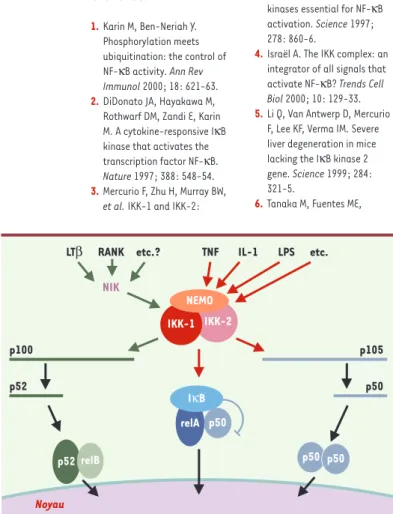 Figure 2. La kinase IKK: un intégrateur des voies de signalisation qui activent NF- κ B.